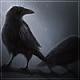   Raven