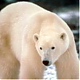   Ursus_dp